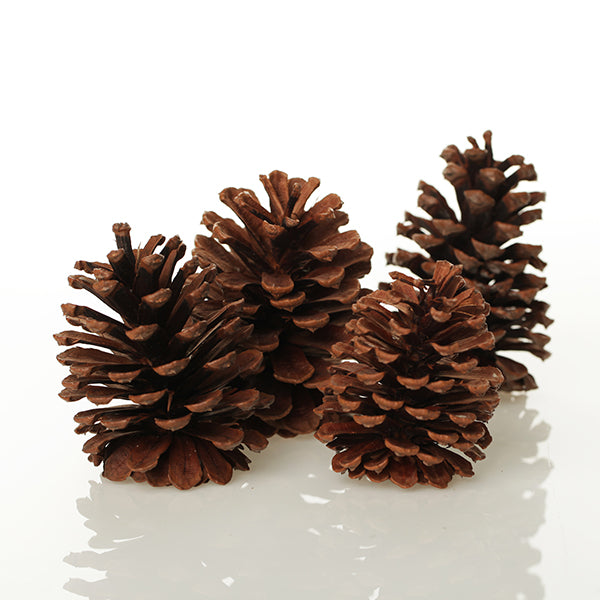 Medium Natural Real Pinecones - Pack of 6 – The Christmas Cart