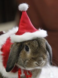 A pet rabbit is dressed in Santa Claus costume.