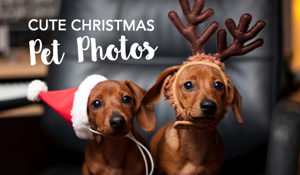Two Cute Dogs wearing a reindeer headband and a santa claus hat - Cute Christmas Pet Photos