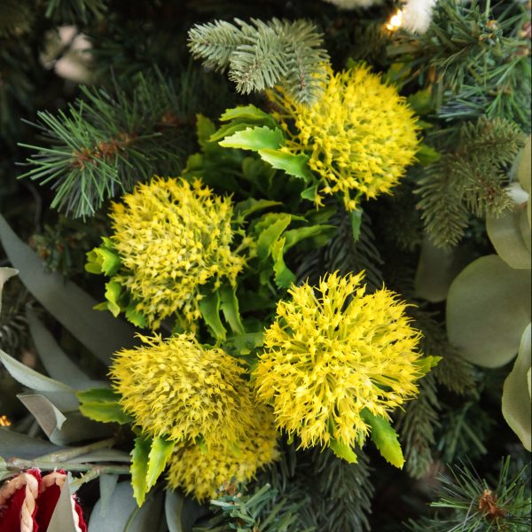 Bush Christmas Native Yellow Pincushion Protea Flower Spray