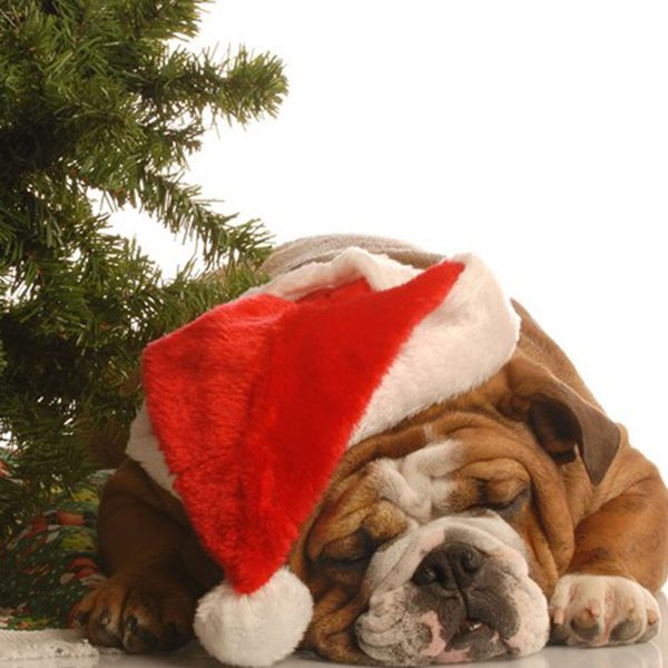 Sleeping dog beside a Christmas tree wearing a red Hat