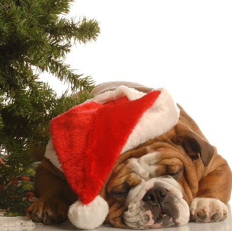 Sleeping Bulldog beside a Christmas tree wearing a red Hat