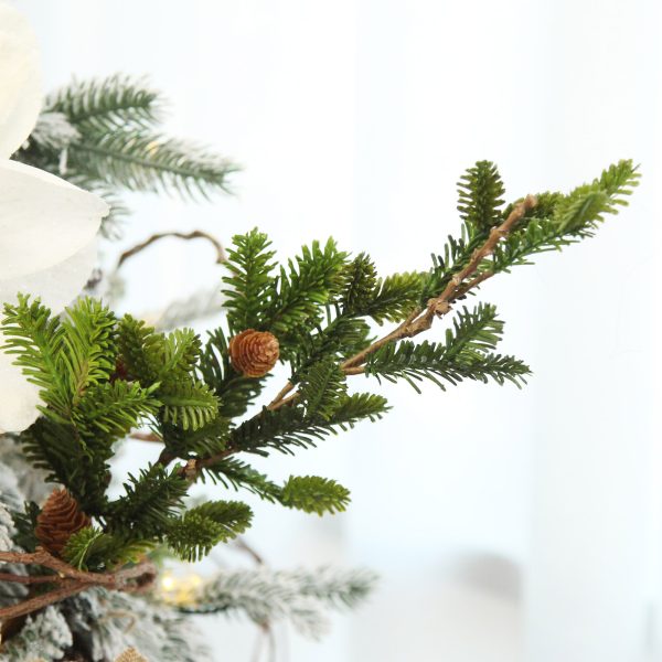 Fraser Pine Branch with White Background