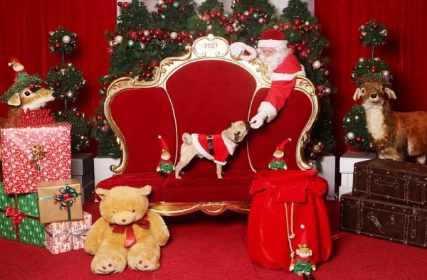 Santa Photos with Santa feeding a small dog in his red chair