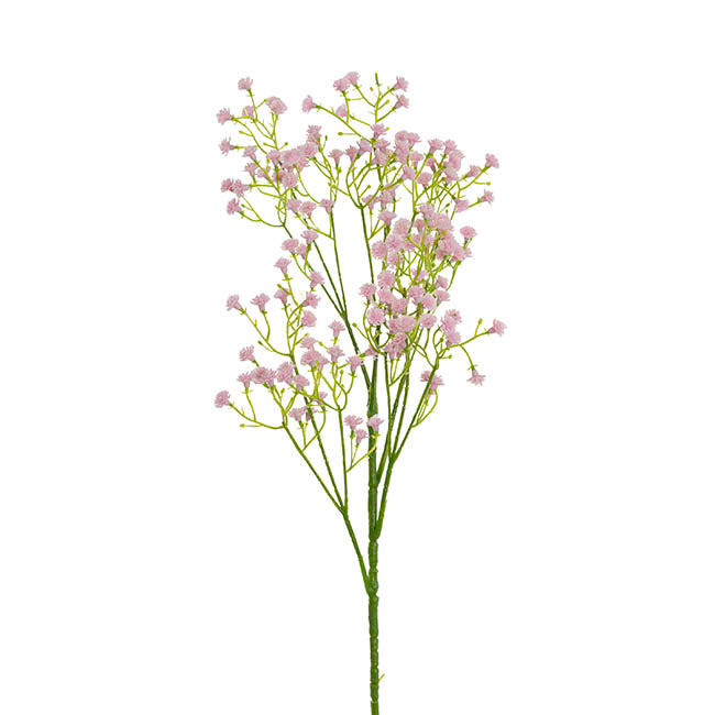 Gypsophila "Baby&