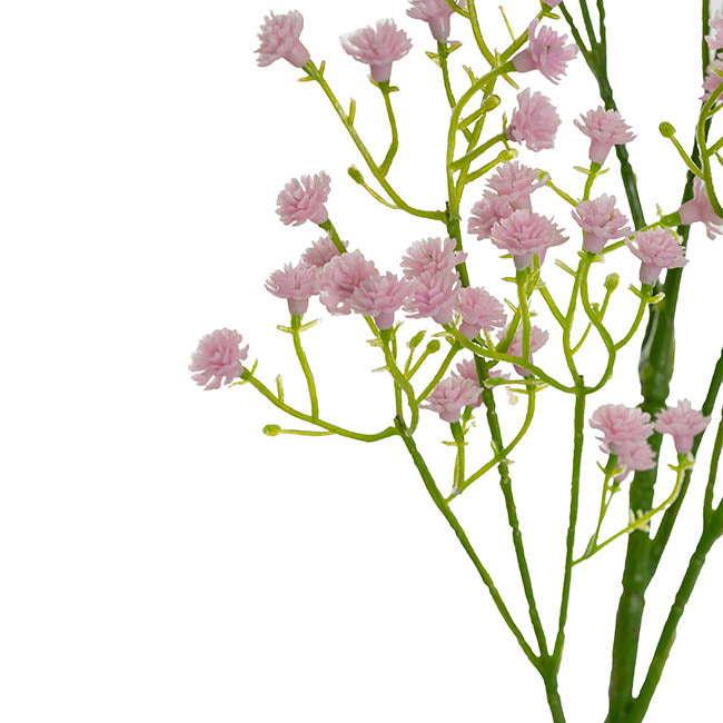 Gypsophila "Baby&