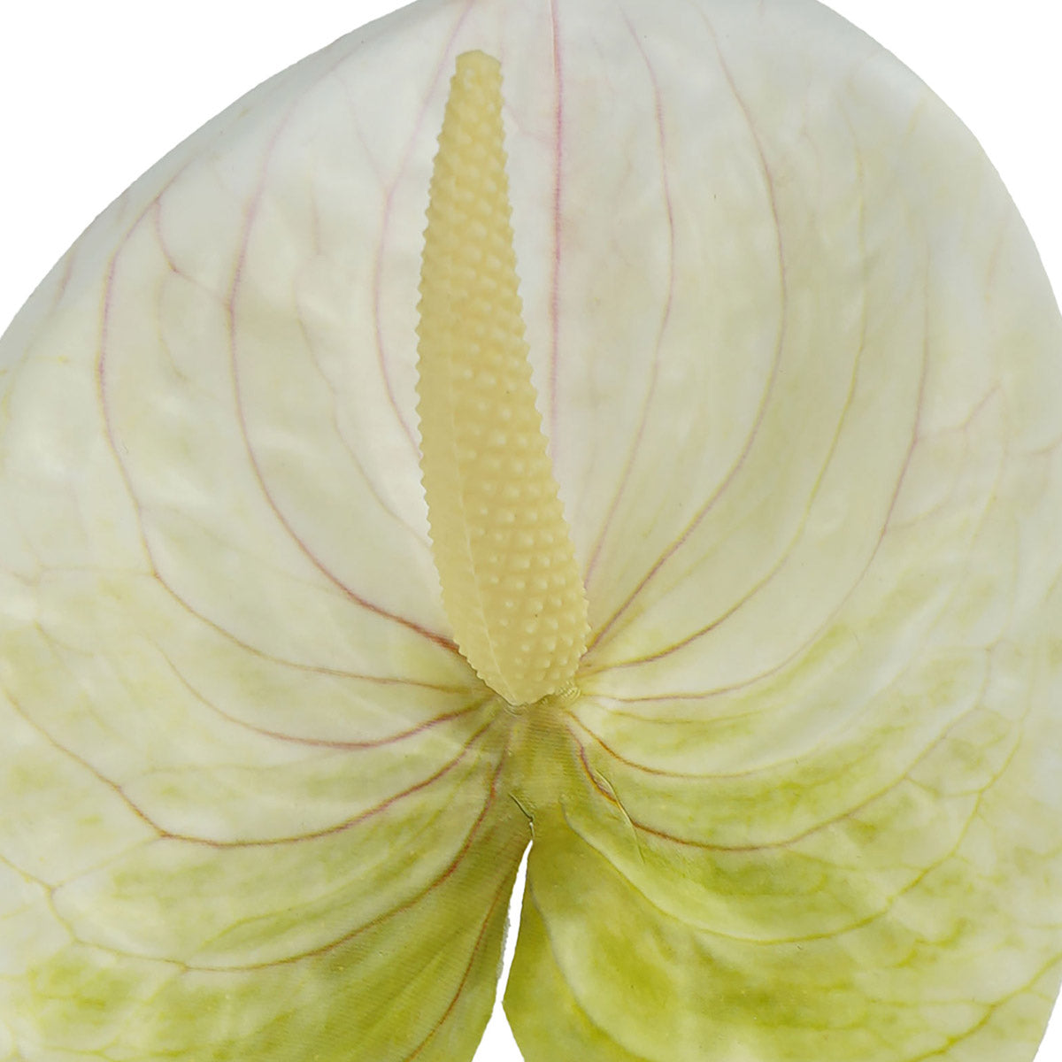 anthurium-stem-small-56cmh