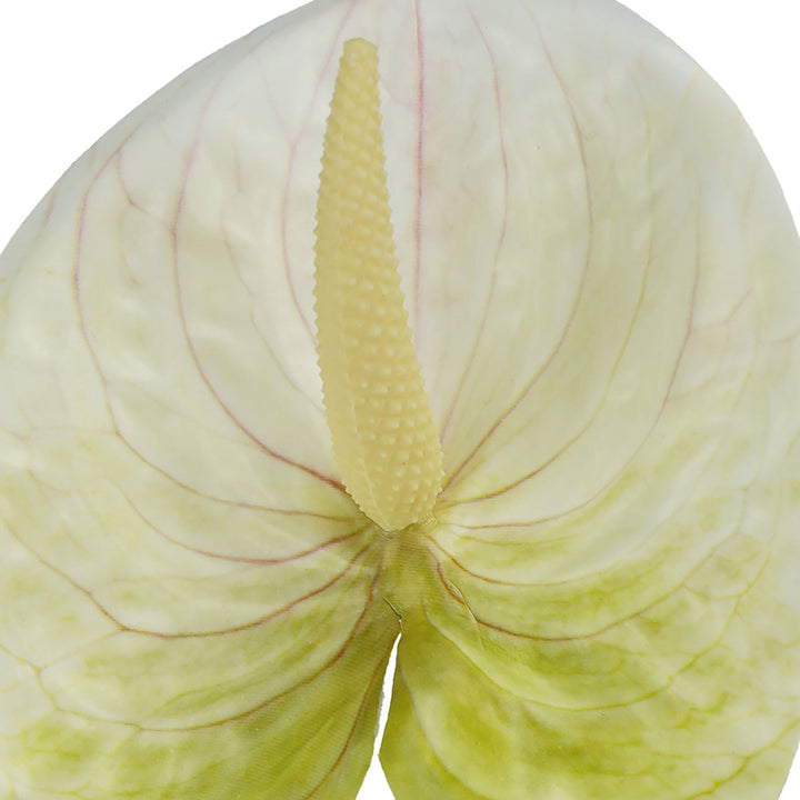 anthurium-stem-small-56cmh