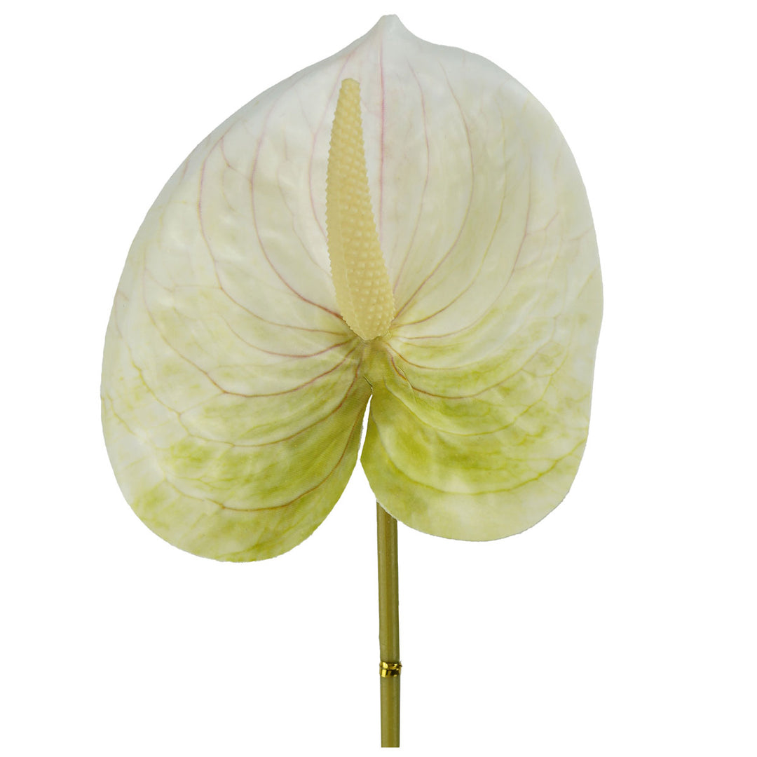 anthurium-stem-small-56cmh