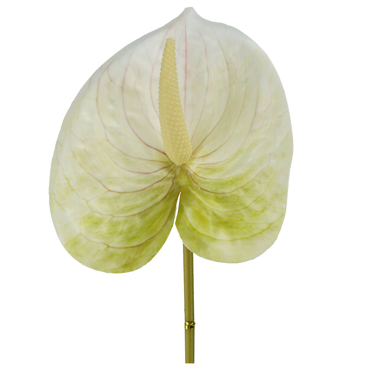 anthurium-stem-small-56cmh