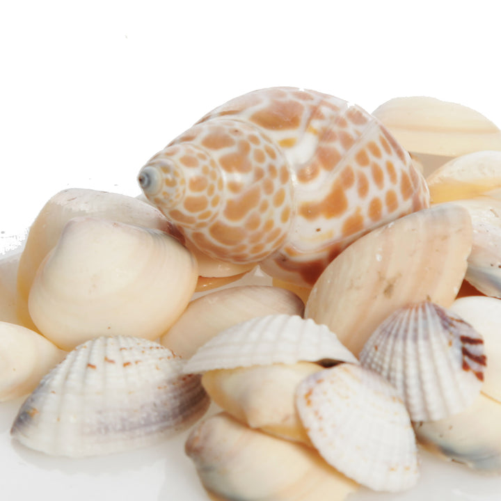 Bag of Mixed Shells