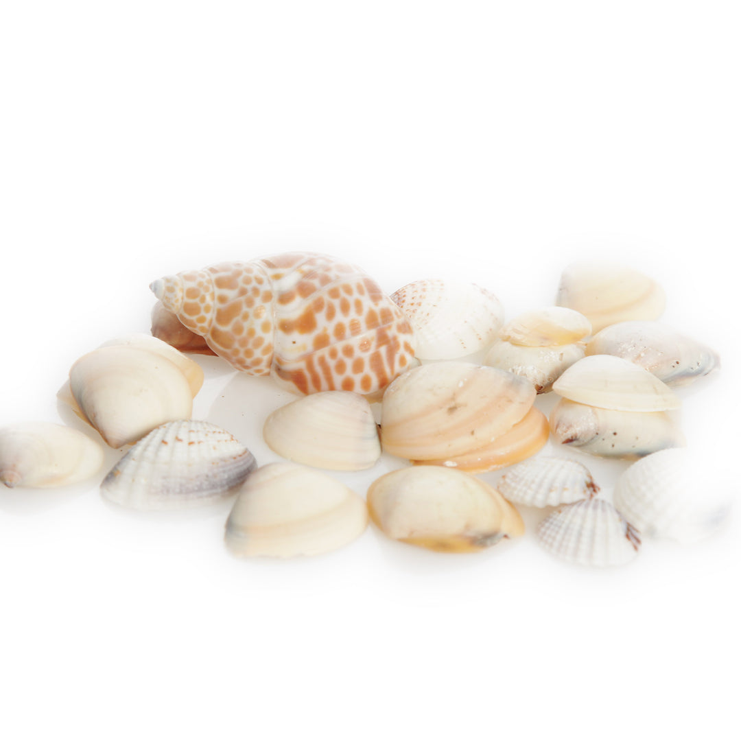 Bag of Mixed Shells