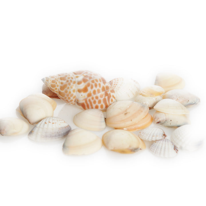Bag of Mixed Shells