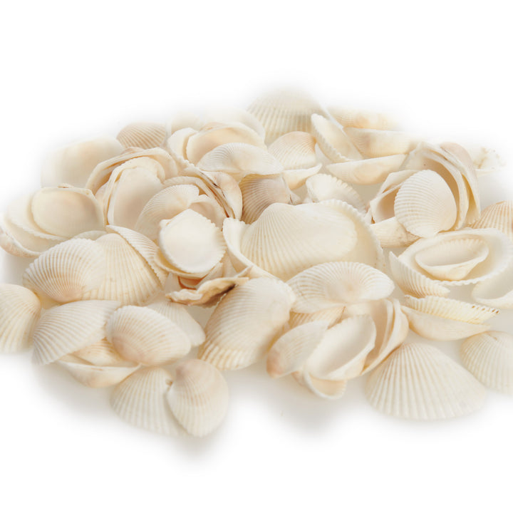 Bag of Small Clam Shells
