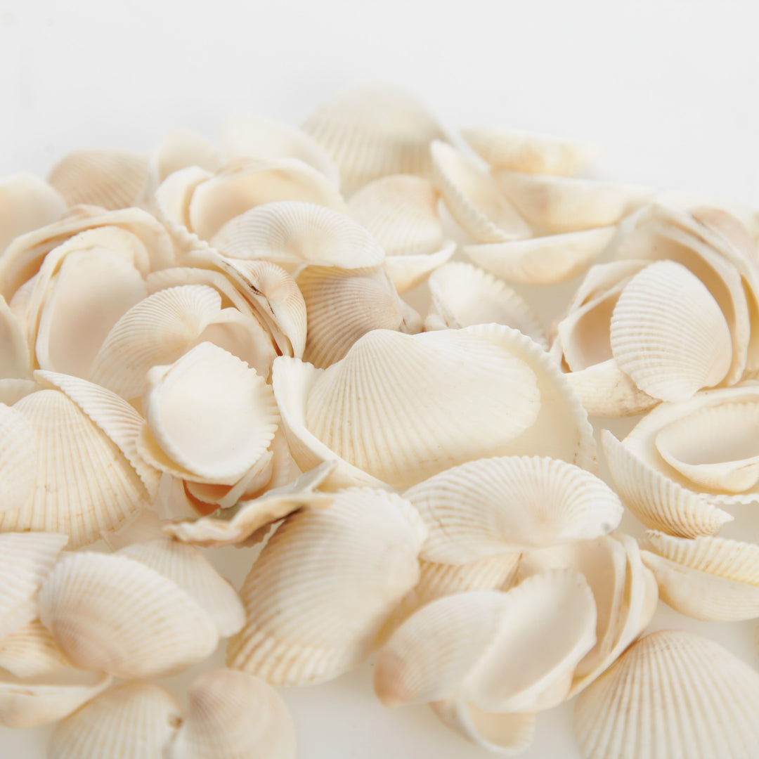 Bag of Small Clam Shells
