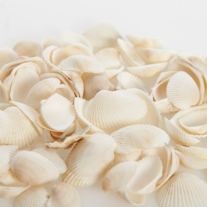 Bag of Small Clam Shells