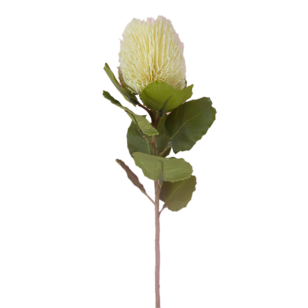 Banksia Bud Stem - Cream (59cm)