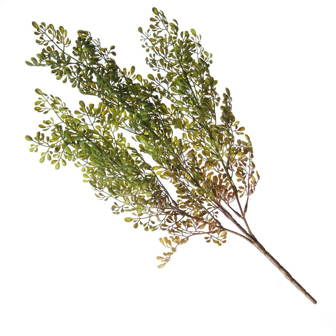 Boxwood Bush Spray