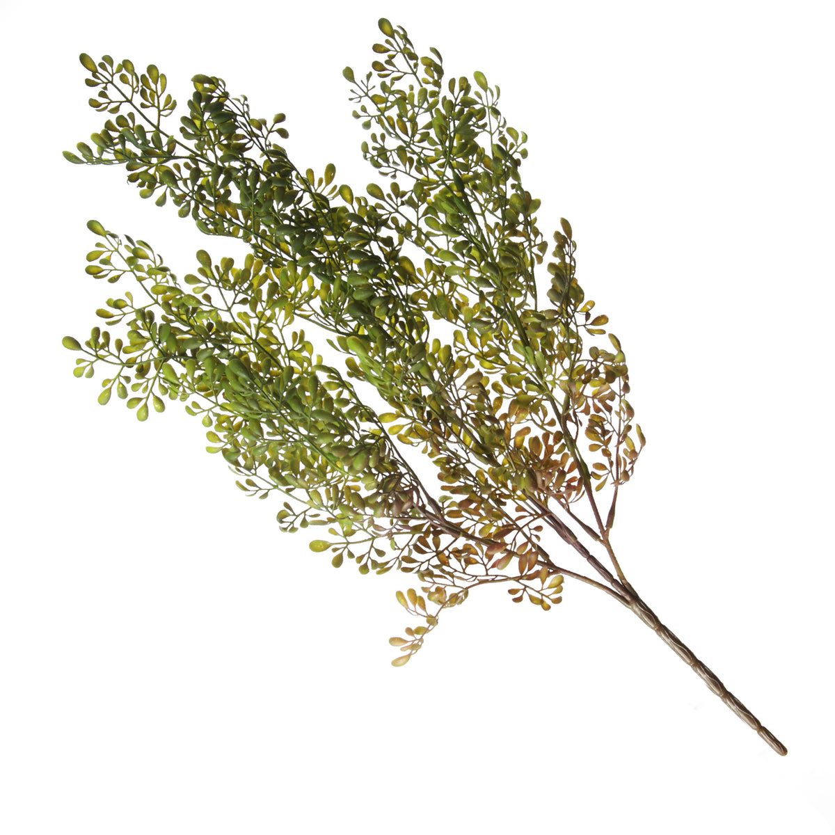 Boxwood Bush Spray