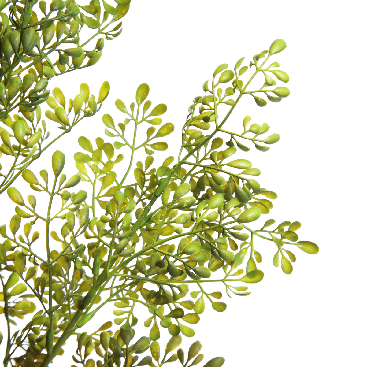 Boxwood Bush Spray