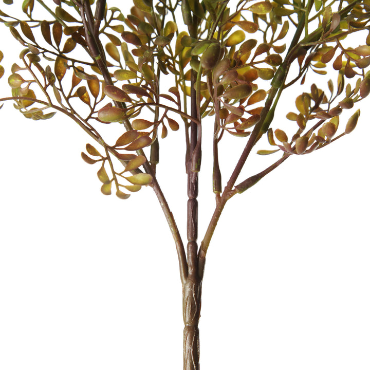 Boxwood Bush Spray