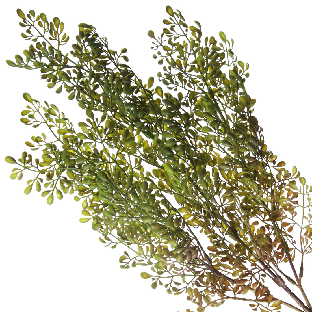 Boxwood Bush Spray