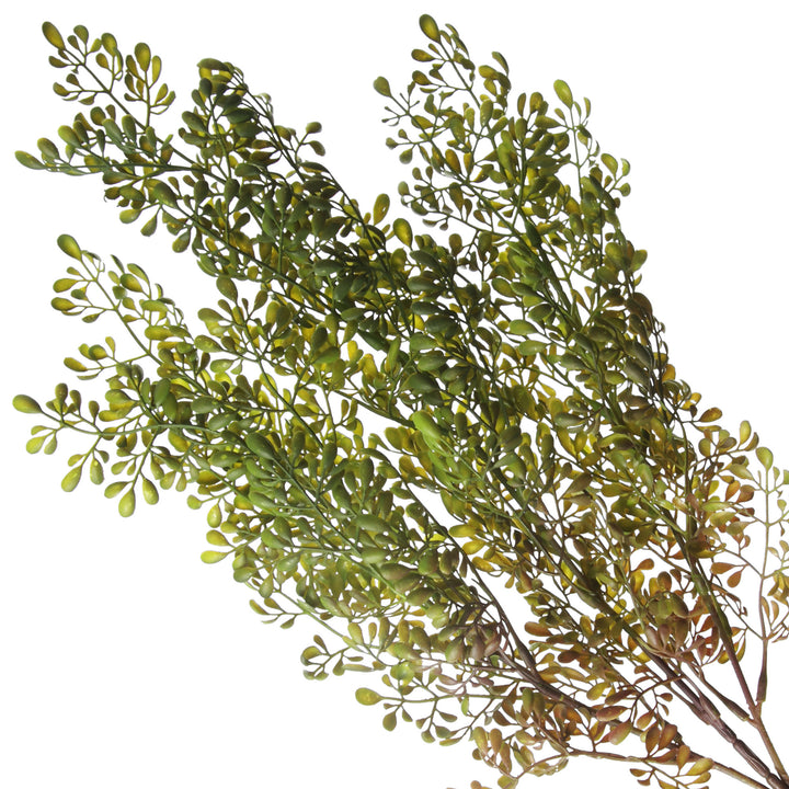 Boxwood Bush Spray