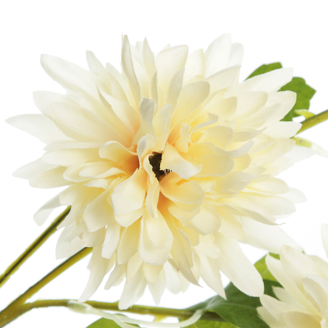 Champagne Chrysanthemum Flower Spray Close Up