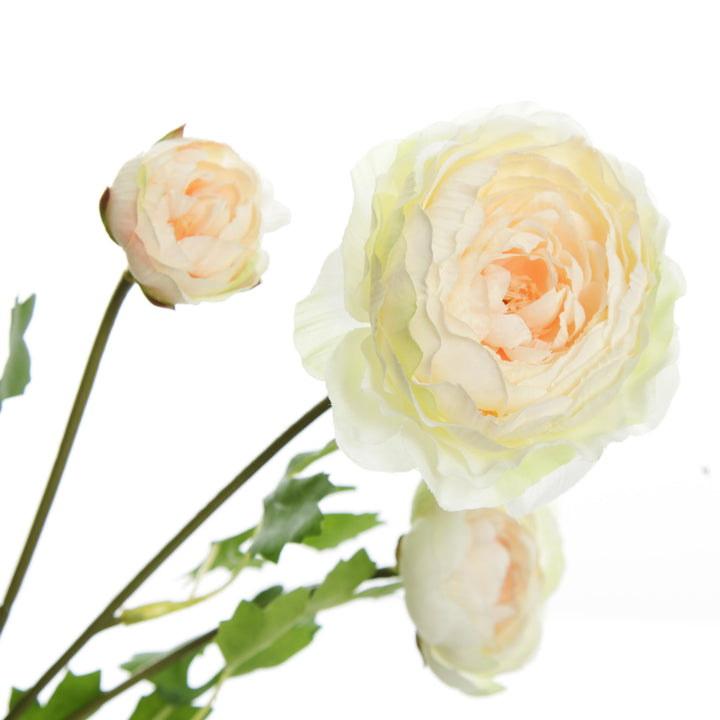 Champagne Ranunculus Flower Spray   