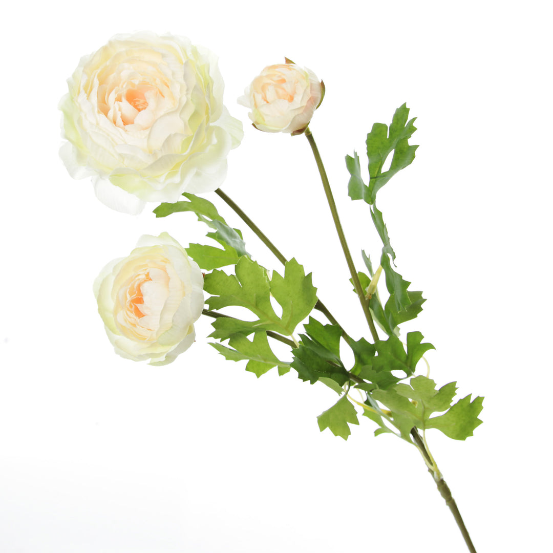Champagne Ranunculus Flower Spray   