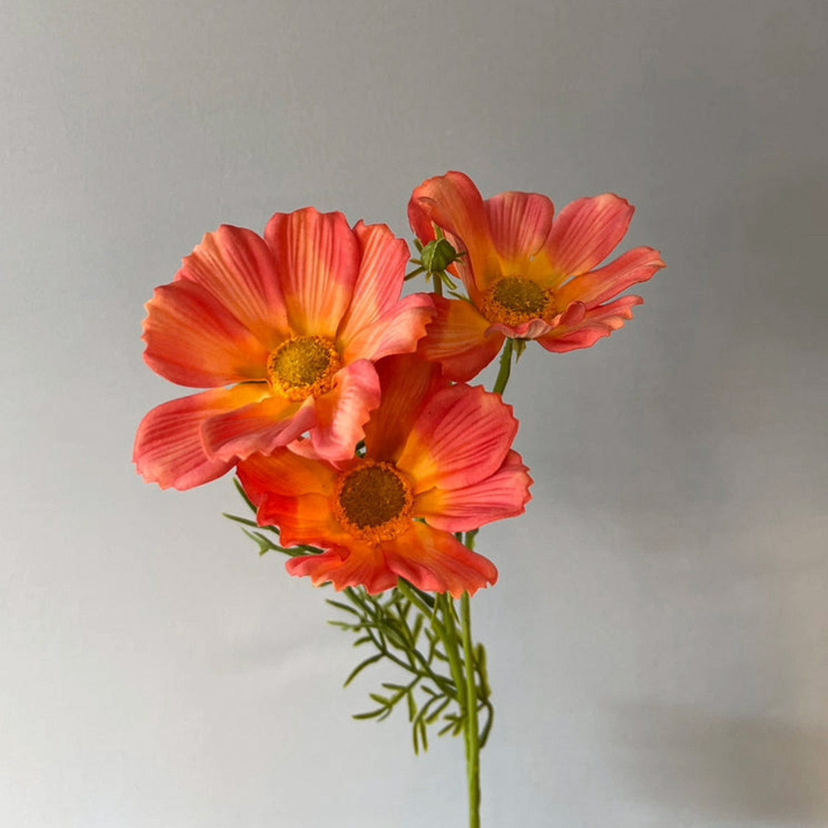 cosmos-spray-large-orange-63cmh