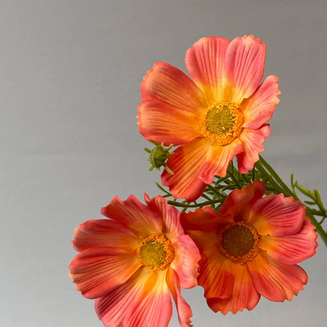 cosmos-spray-large-orange-63cmh