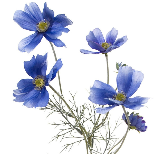 cosmos-spray-light-blue-62cmh