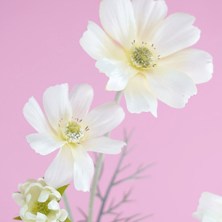 cosmos-spray-white-60cmh