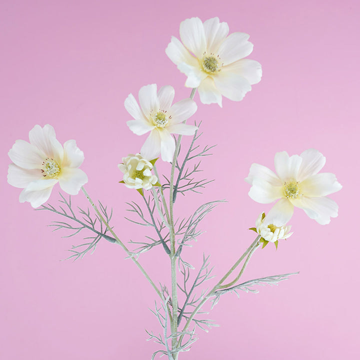 cosmos-spray-white-60cmh