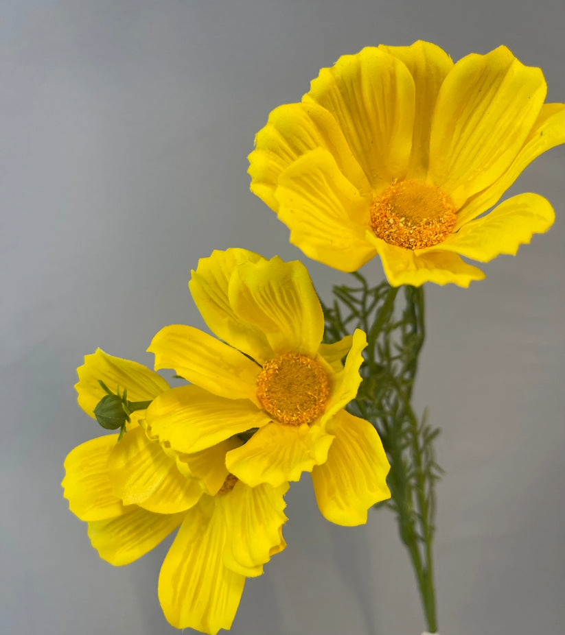cosmos-spray-yellow-61cmh