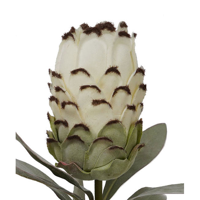 Cream Flocked Protea Spray
