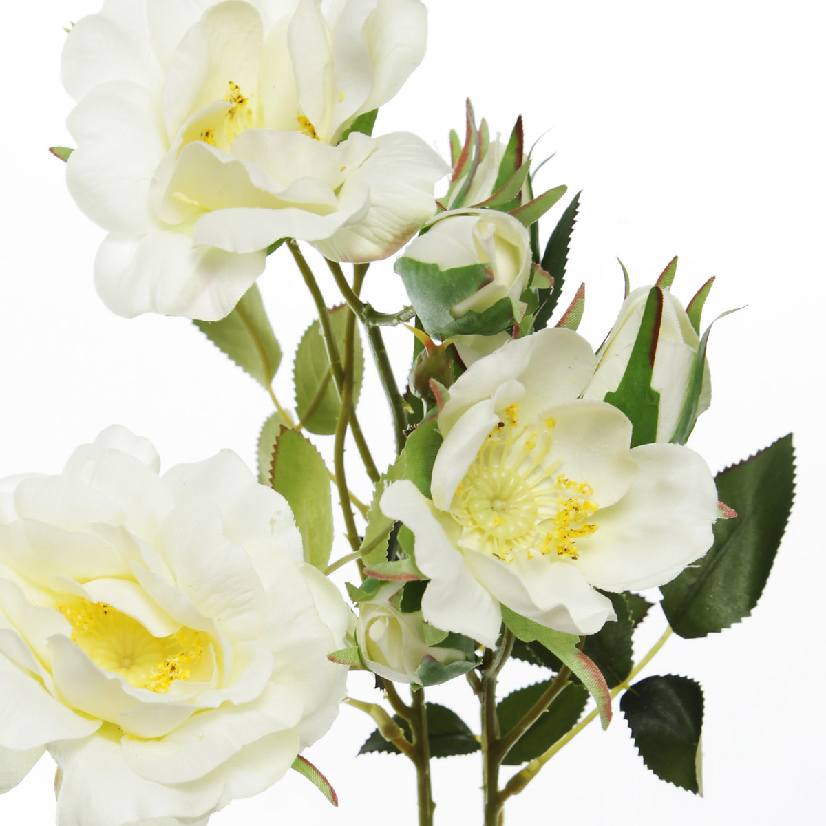 Cream Rose Flower Spray Close Up