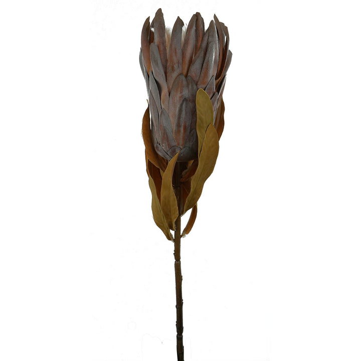 Dried Bearded Protea