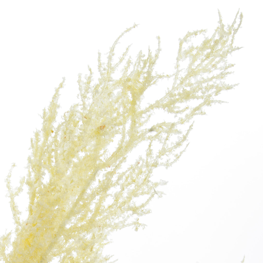 Dried Cream Astilbe Stem - Close up