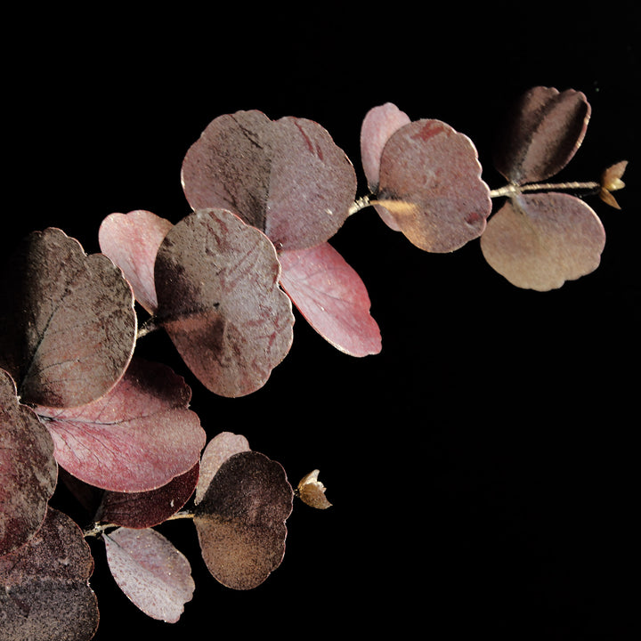 Dusky Pink Round Leaf Eucalyptus Dollar Gum Spray