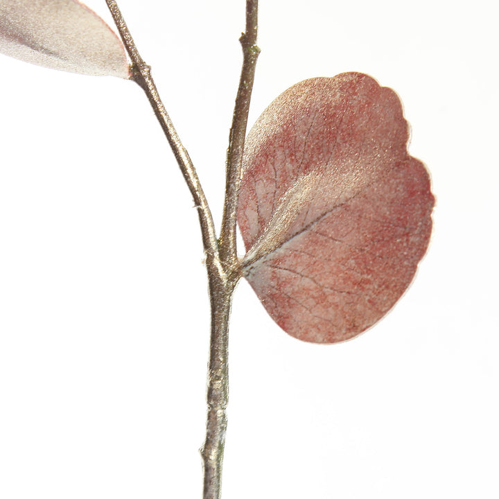 Dusky Pink Round Leaf Eucalyptus Dollar Gum Spray
