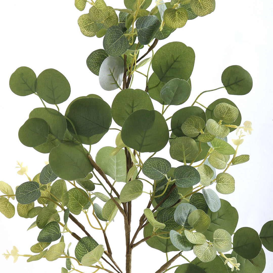 Eucalyptus Round Leaf Spray
