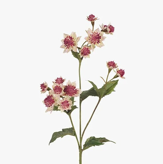 Astrantia Spray - Pink/Green (49cm)