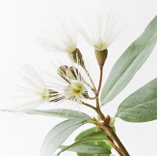 Flowering Eucalyptus - Cream (53cm)