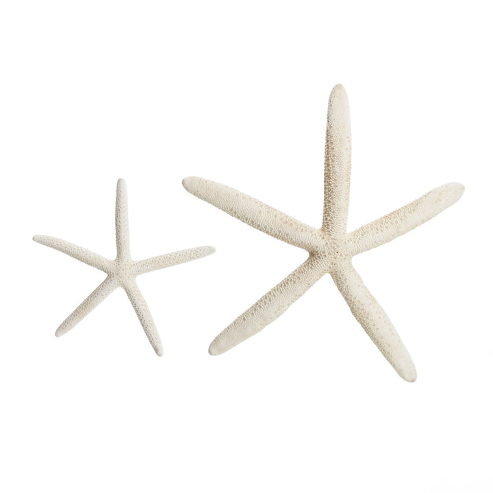 Finger Starfish White