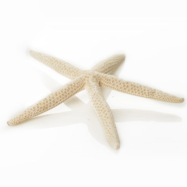 Finger Starfish White