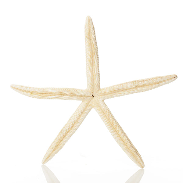 Finger Starfish White Back