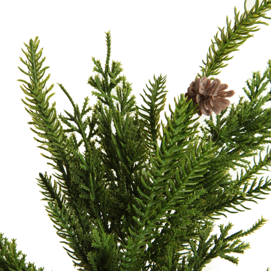 Fraser Pine Branch