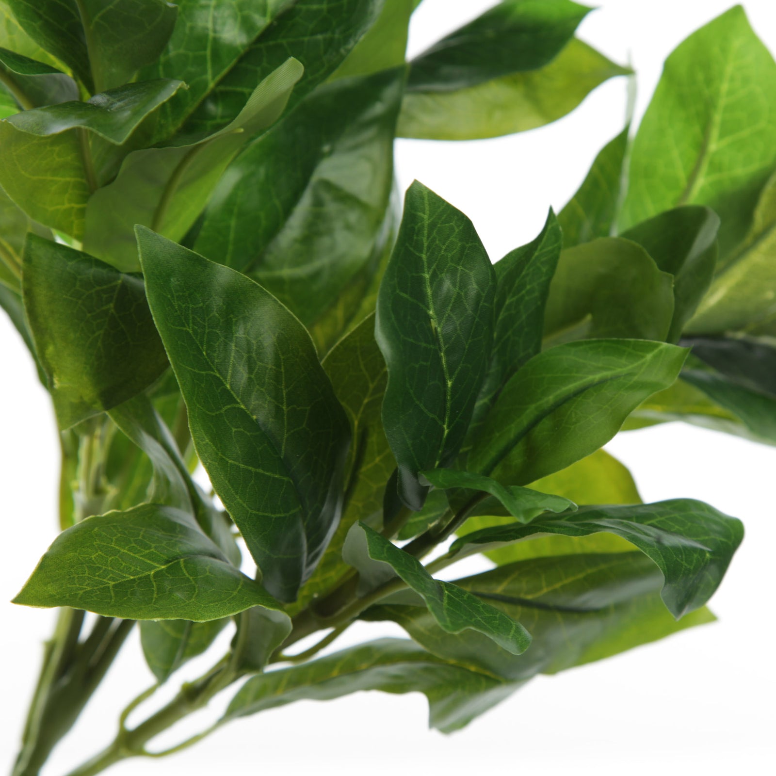 Green Laurel Leaf Spray Detail